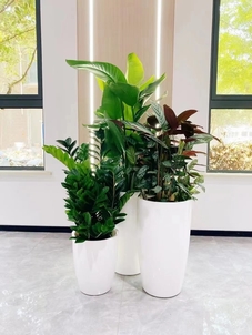 江北植物租摆价格大揭秘，别错过关键信息！