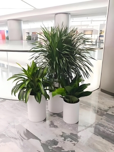 揭秘前湾花卉出租方案，打造独特花卉景观