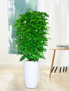 江北花木租摆方案 江北花木租摆方案